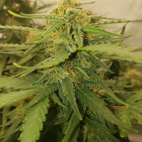 Wedding Cake Auto growlog timeline photo
