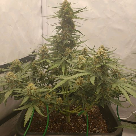Wedding Cake Auto growlog timeline photo