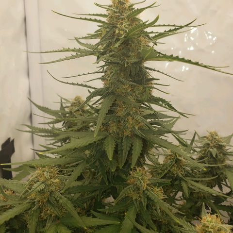Wedding Cake Auto growlog timeline photo