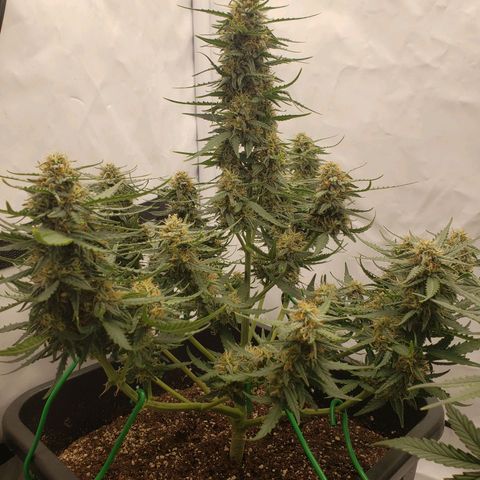 Wedding Cake Auto growlog timeline photo