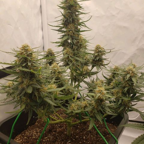 Wedding Cake Auto growlog timeline photo