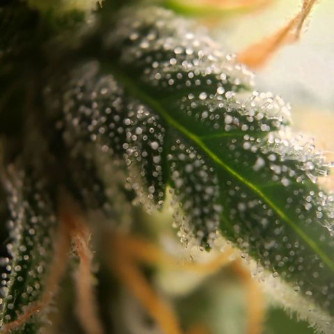 Wedding Cake Auto growlog timeline photo
