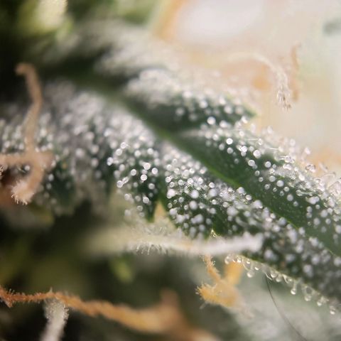 Wedding Cake Auto growlog timeline photo