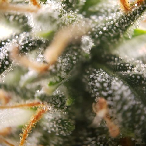 Wedding Cake Auto growlog timeline photo