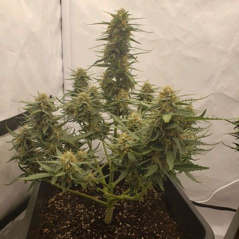 Wedding Cake Auto growlog timeline photo