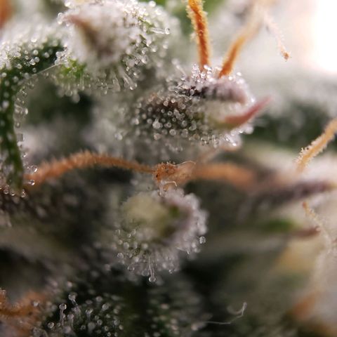 Wedding Cake Auto growlog timeline photo
