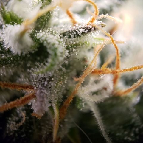 Wedding Cake Auto growlog timeline photo