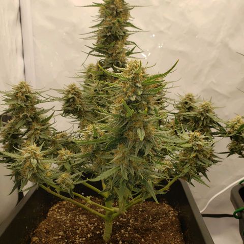 Wedding Cake Auto growlog timeline photo