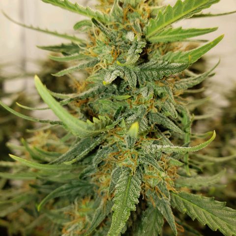Wedding Cake Auto growlog timeline photo