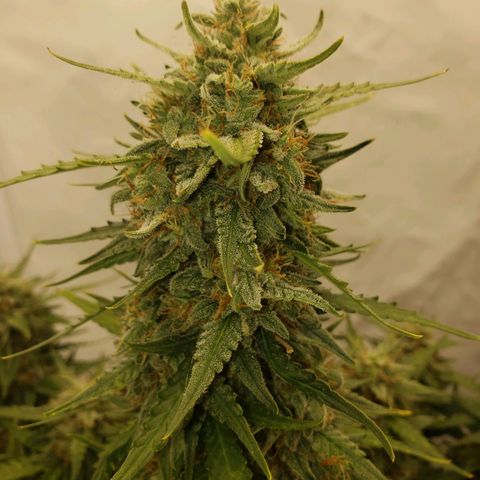 Wedding Cake Auto growlog timeline photo