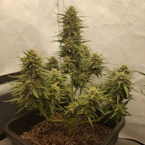Wedding Cake Auto growlog timeline photo