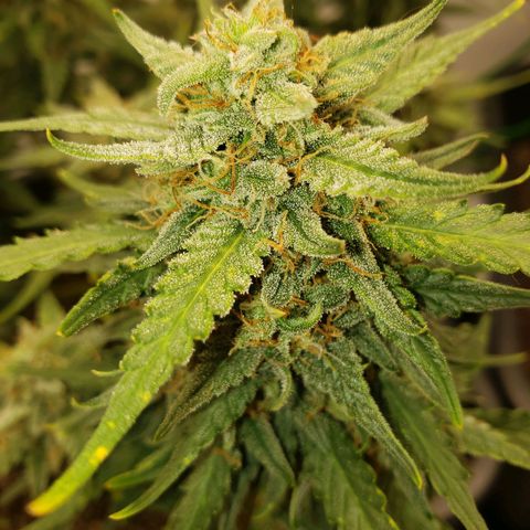 Wedding Cake Auto growlog timeline photo
