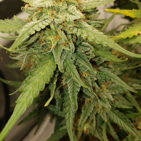Wedding Cake Auto growlog timeline photo
