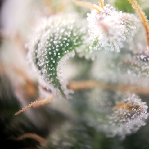 Wedding Cake Auto growlog timeline photo