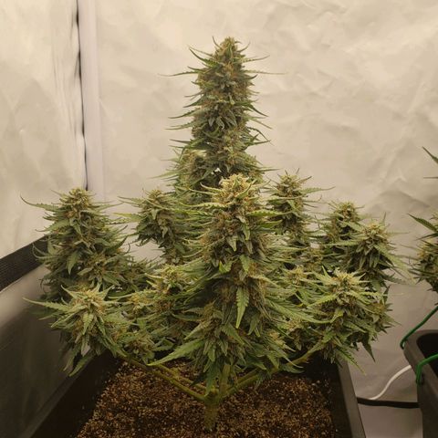 Wedding Cake Auto growlog timeline photo