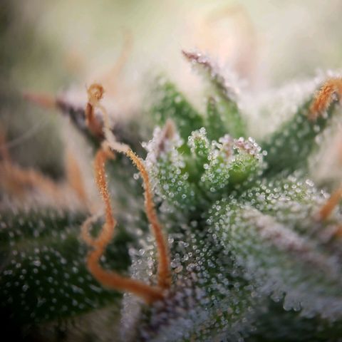 Wedding Cake Auto growlog timeline photo