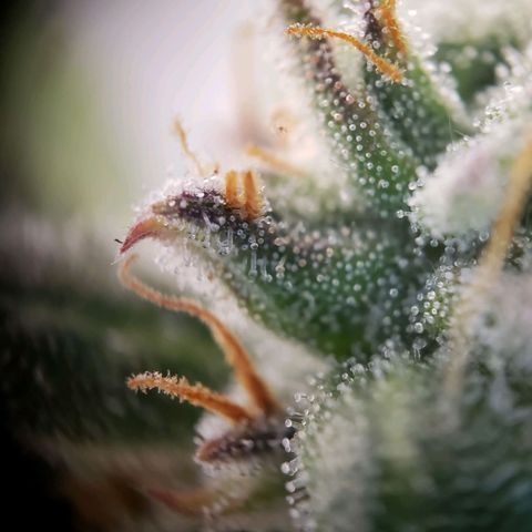 Wedding Cake Auto growlog timeline photo