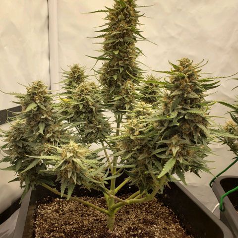 Wedding Cake Auto growlog timeline photo