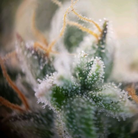 Wedding Cake Auto growlog timeline photo