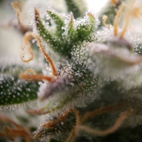 Wedding Cake Auto growlog timeline photo