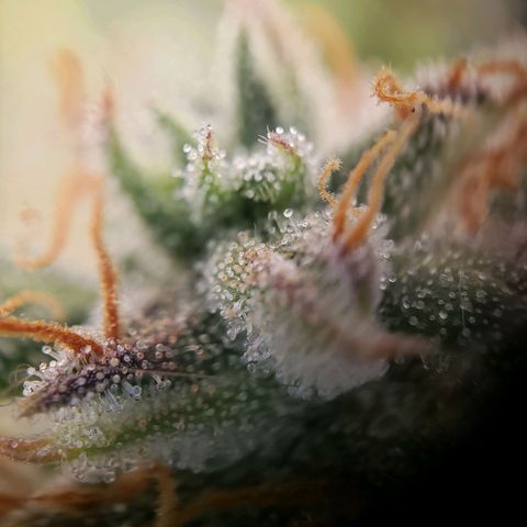 Wedding Cake Auto growlog timeline photo