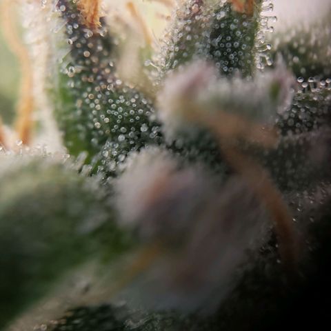 Wedding Cake Auto growlog timeline photo