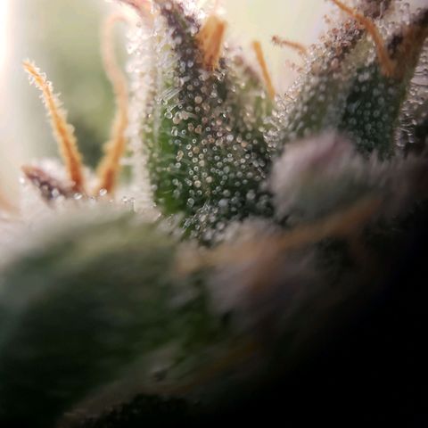 Wedding Cake Auto growlog timeline photo