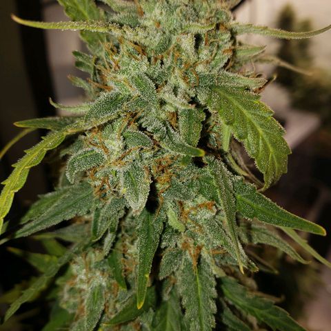 Wedding Cake Auto growlog timeline photo