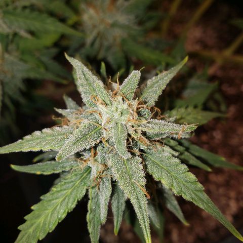 Wedding Cake Auto growlog timeline photo