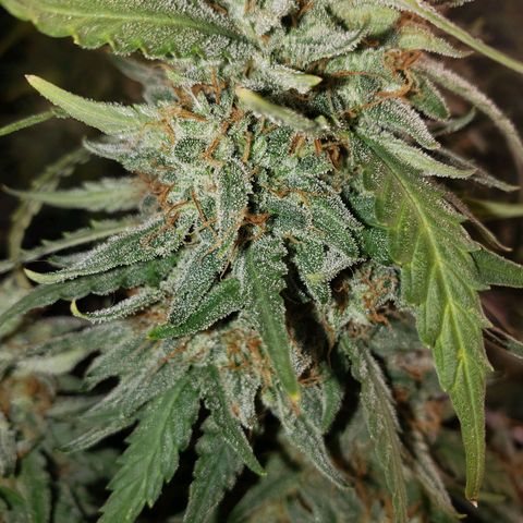 Wedding Cake Auto growlog timeline photo