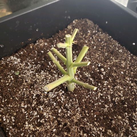Wedding Cake Auto growlog timeline photo