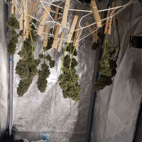 Wedding Cake Auto growlog timeline photo