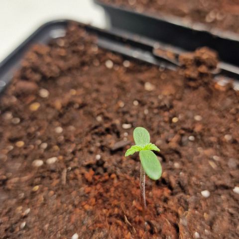 Haze Berry growlog timeline photo