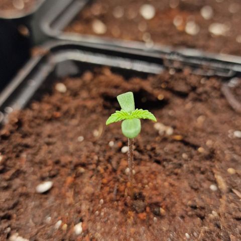 Haze Berry growlog timeline photo
