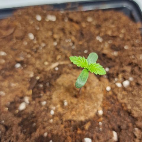 Haze Berry growlog timeline photo