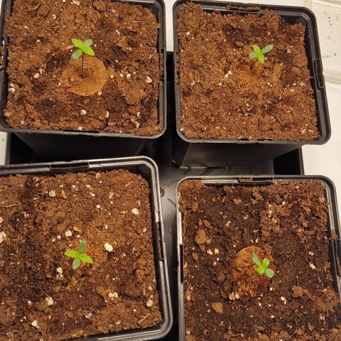 Haze Berry growlog timeline photo