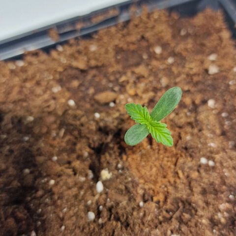 Haze Berry growlog timeline photo