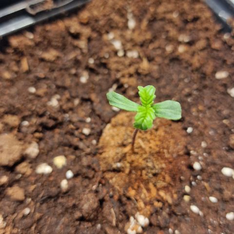 Haze Berry growlog timeline photo