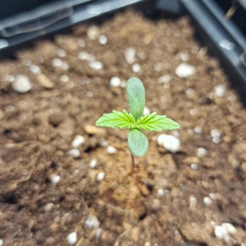 Haze Berry growlog timeline photo