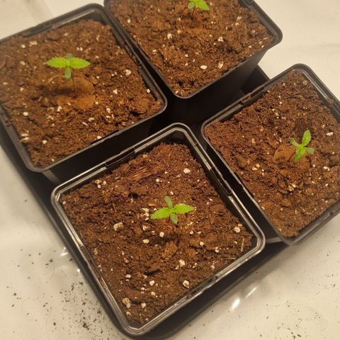 Haze Berry growlog timeline photo