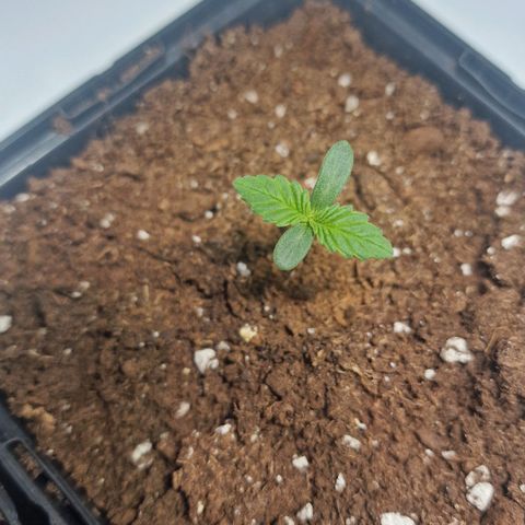 Haze Berry growlog timeline photo