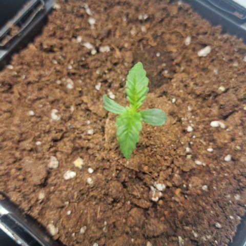 Haze Berry growlog timeline photo