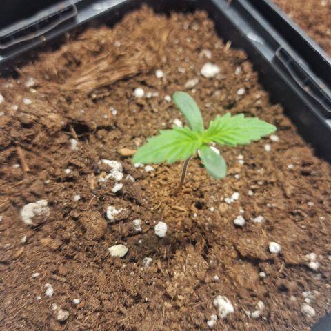 Haze Berry growlog timeline photo