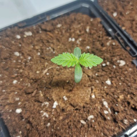 Haze Berry growlog timeline photo