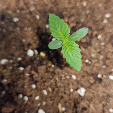 Haze Berry growlog timeline photo