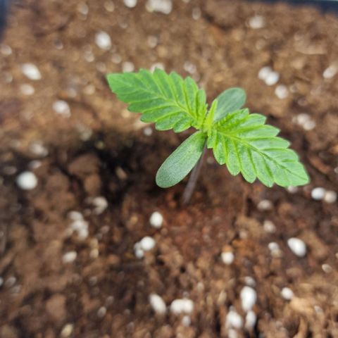 Haze Berry growlog timeline photo