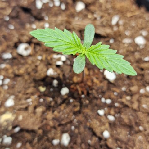 Haze Berry growlog timeline photo