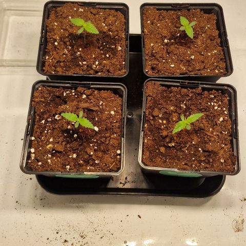 Haze Berry growlog timeline photo