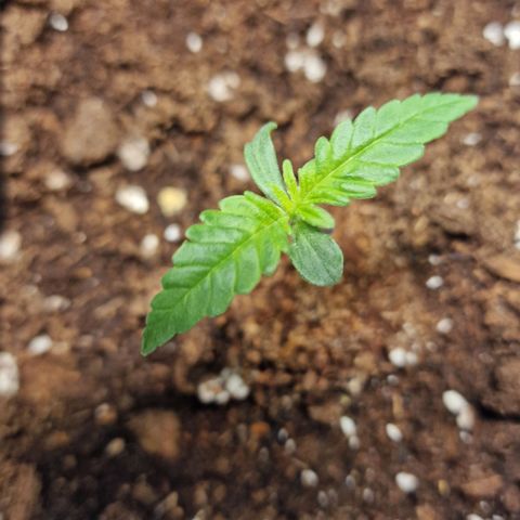 Haze Berry growlog timeline photo