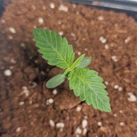 Haze Berry growlog timeline photo